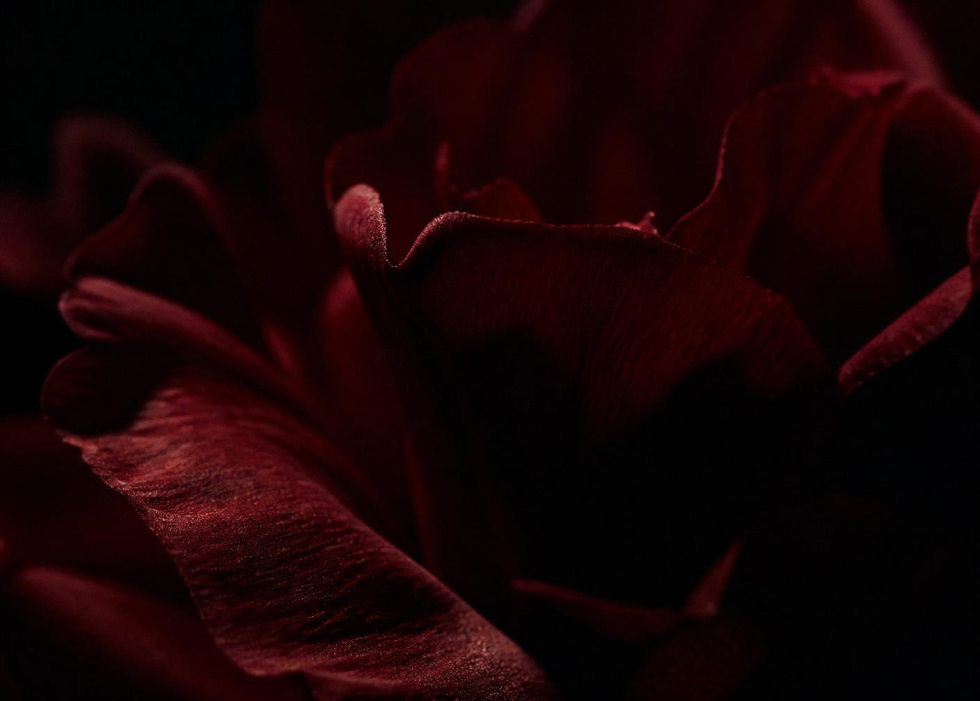 Macro d'un pétale sombre couleur oxblood émergeant de l'ombre
